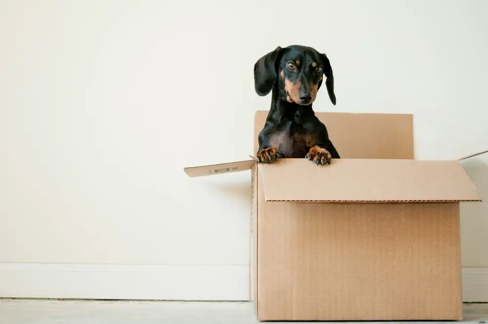 Hond kijkt uit een verhuisdoos